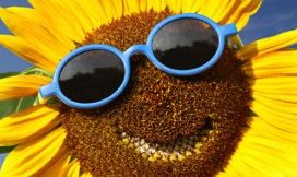Un girasol con gesto sonriente y gafas azules, caricatura de los peligros de un pensamiento positivo poco realista. 
