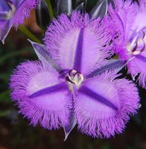 Fotografía de una flor abierta, se advierte el centro de la flor como metáfora de la práctica de centramiento en el curso de pnl y coaching en Sabadell