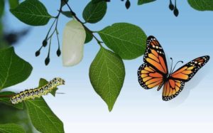 Coaching transformacional en Sabadell y Terrassa