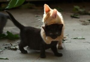 Un gatito blanco abrazando otro negro, como abrazando su sombra. 