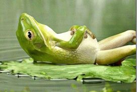 Imagen de una rana tumbada sobre una hoja vegetal en un estanque, está relajada, panza arriba con las manos en la barriga.