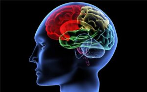 Diseño de una cabeza humana de perfil, destaca el encéfalo con diferentes colores que definen distintas zonas del mismo