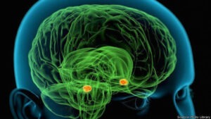 Localización en el cerebro de la amígdala que se encarga de la respuesta ante las emociones, especialmente el miedo.  