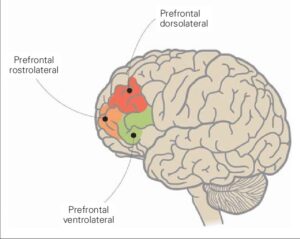 Dibujo del cerebro que resalta la corteza prefrontal ventrolateral derecha, en la parte frontal y lateral/media-baja 