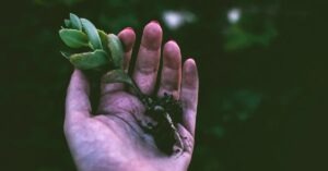 Una mano muestra un esqueje de planta recién arrancado de la tierra