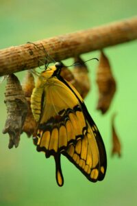 Una mariposa que se ha transformado desde el estado de gusano. 